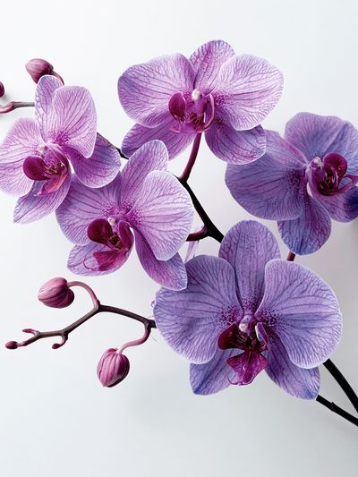 Purple Orchid Bloom Photography Poster.