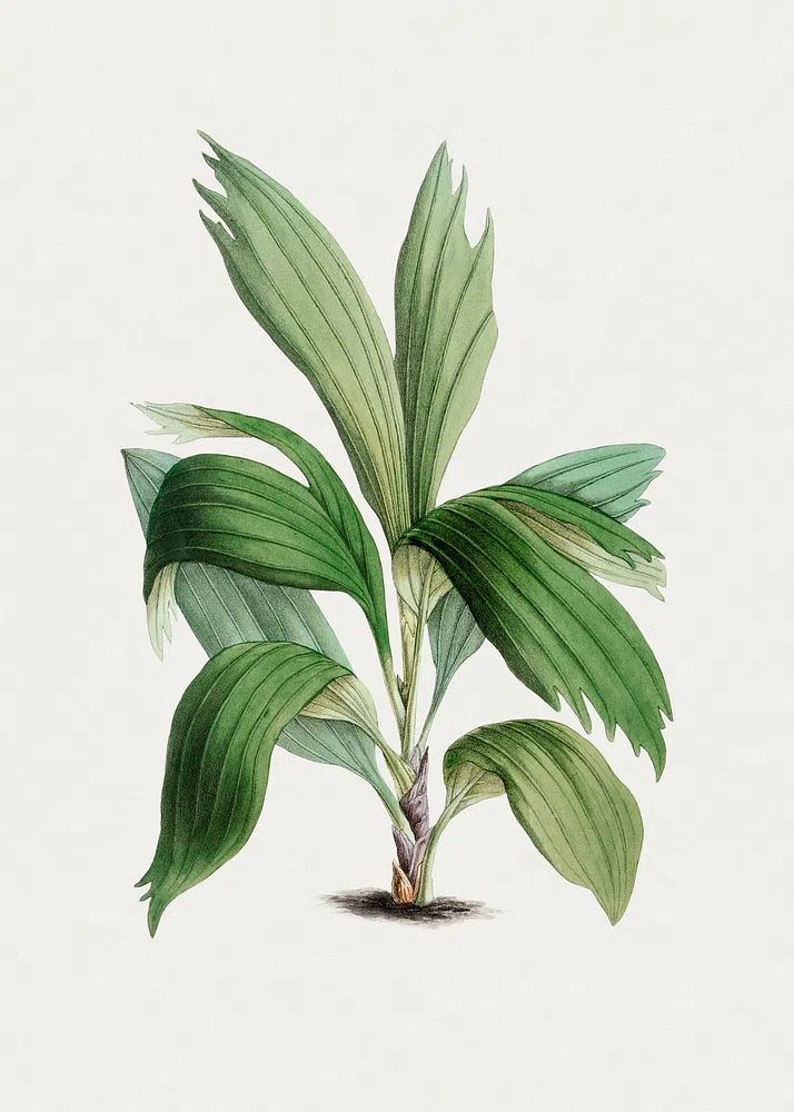 Hand drawn areca palm. Original. poster detail