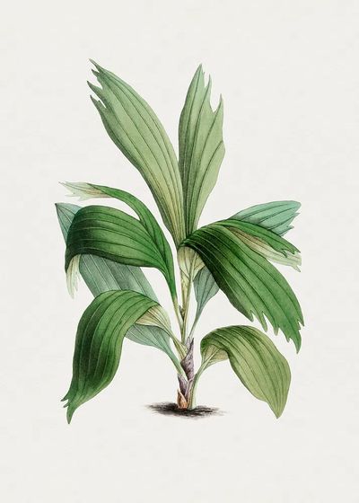 Hand drawn areca palm. Original. poster