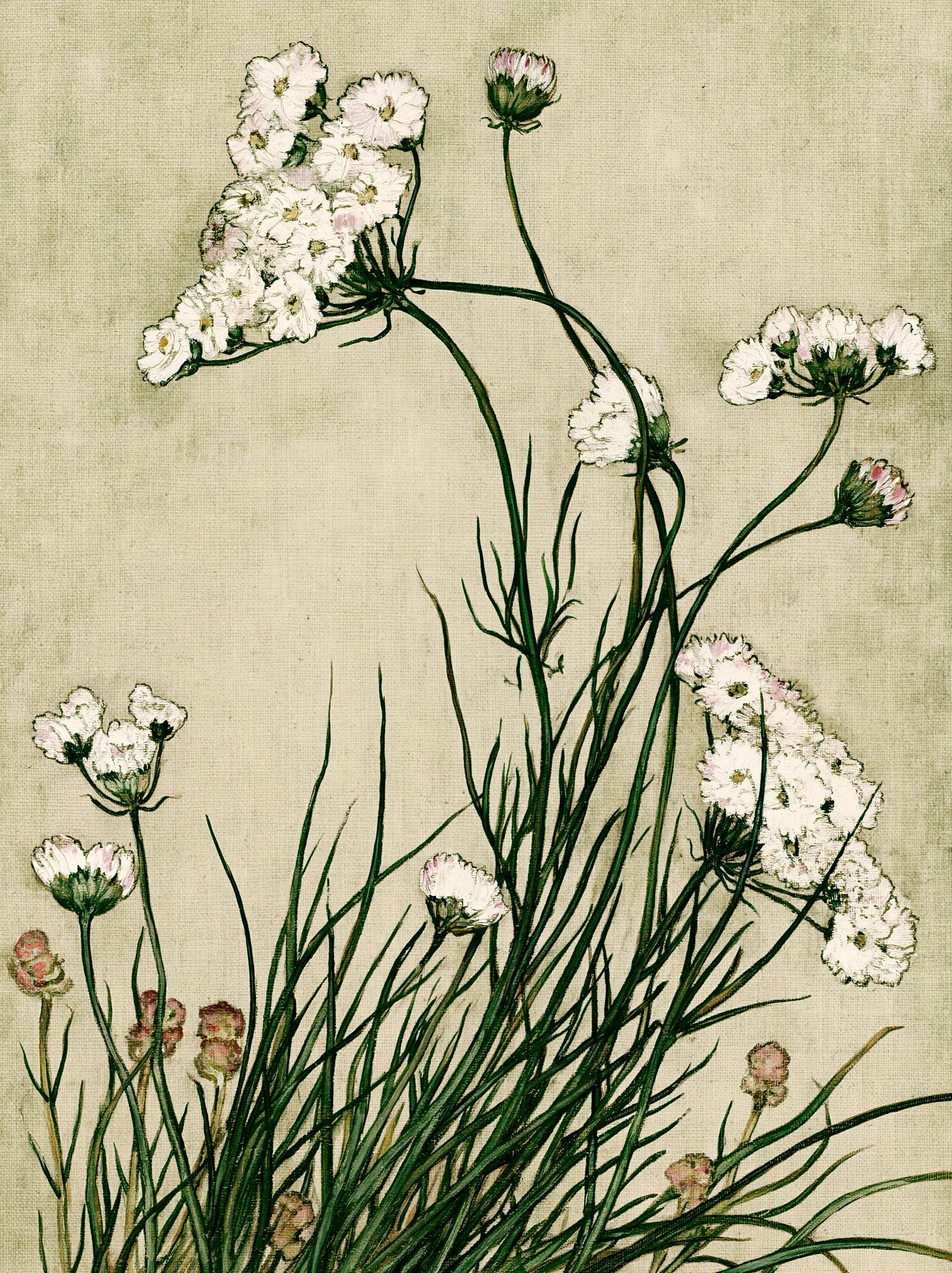 Wildflower Botanical Print. poster — botanical art