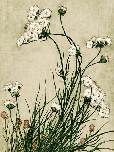 Wildflower Botanical Print. poster