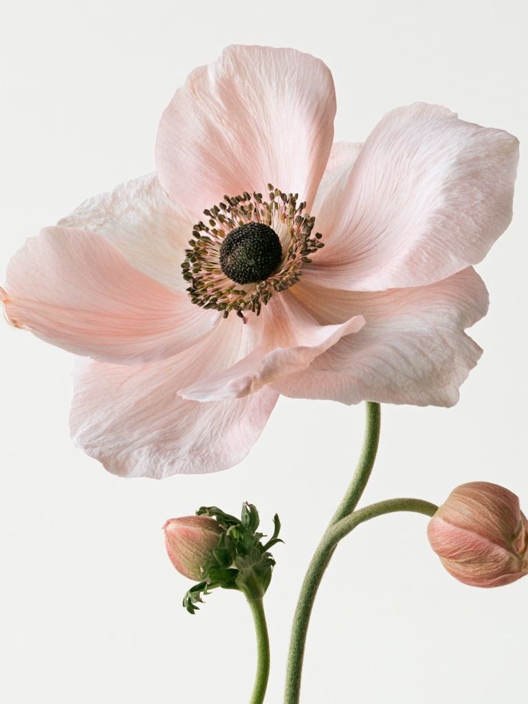 Pink Anemone Botanical Print. poster detail