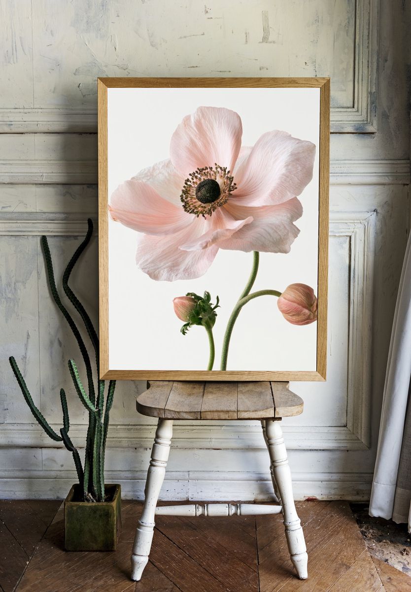 Pink Anemone Botanical Print. room preview