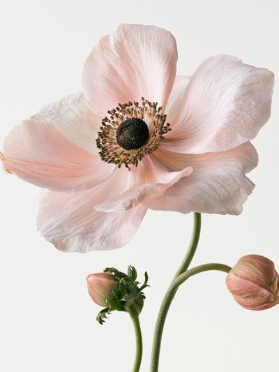 Pink Anemone Botanical Print.
