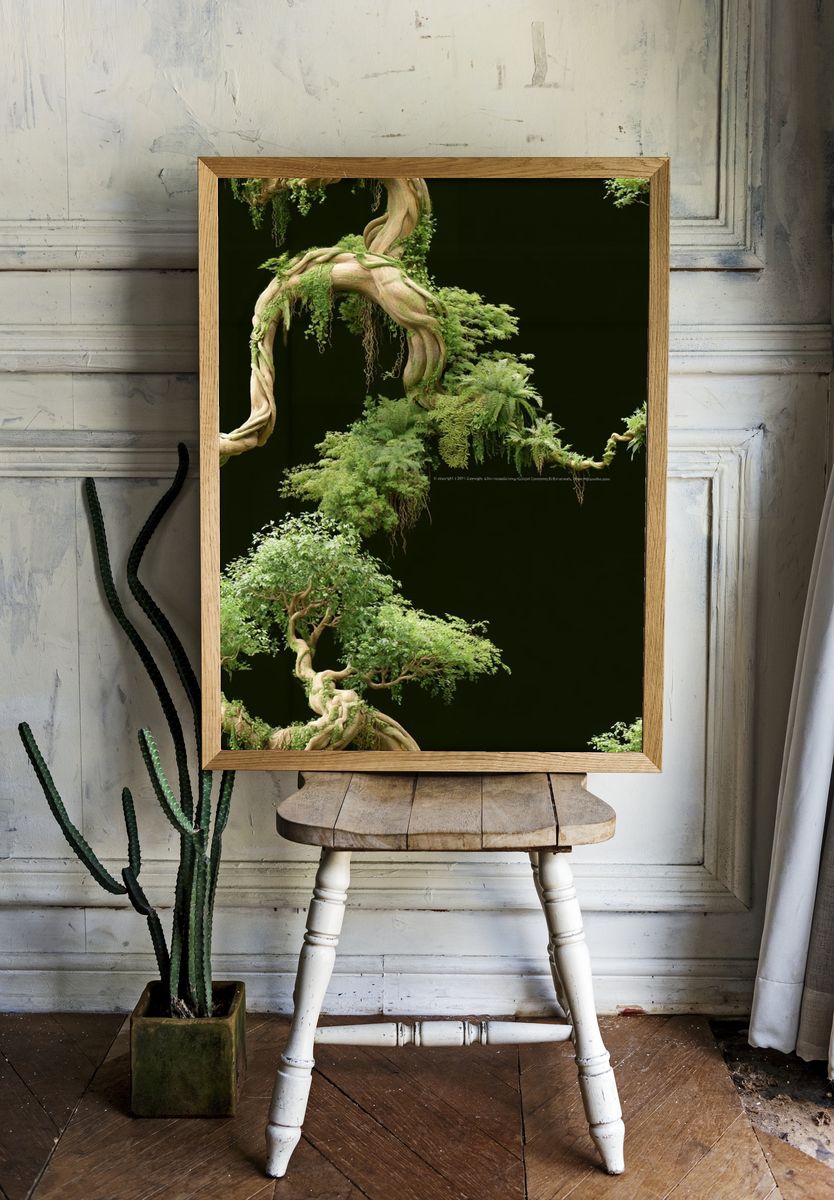 Twisting Bonsai Canopy Botanical Print. room preview