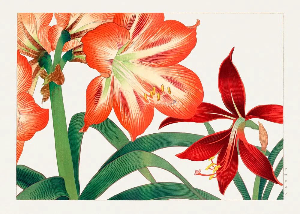 Vintage amaryllis flower, ukiyo e. poster detail