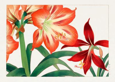 Vintage amaryllis flower, ukiyo e. poster