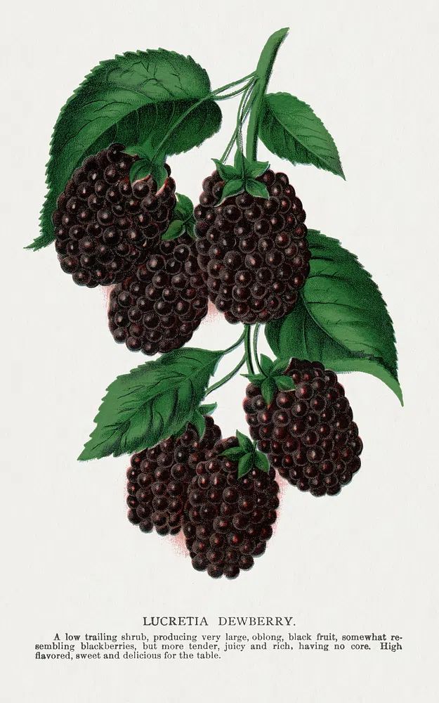 Lucretia Dewberry lithograph. poster — botanical art