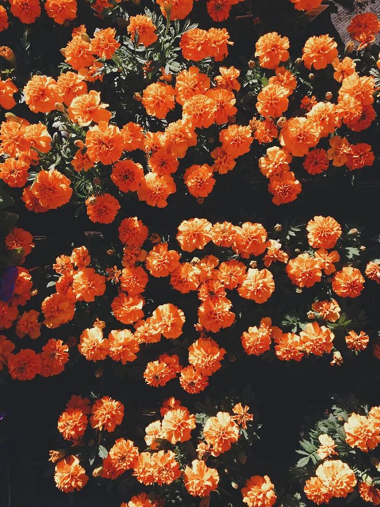Blooming orange flowers. poster — botanical art
