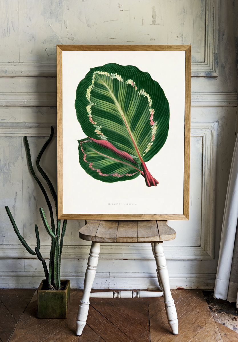 Green Mantara Illustris leaf illustration. room preview