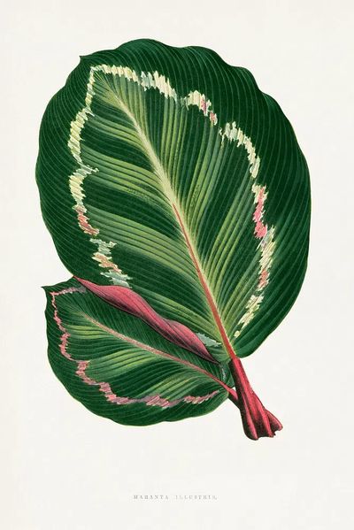 Green Mantara Illustris leaf illustration.