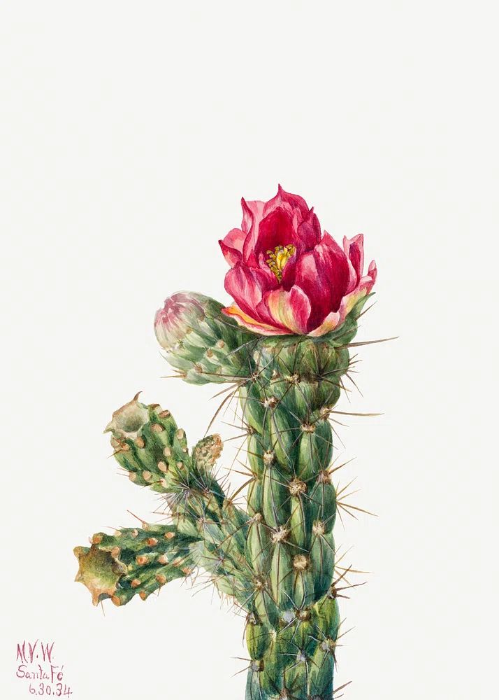 Walkingstick Cholla (Opuntia imbricata) (1934). poster detail