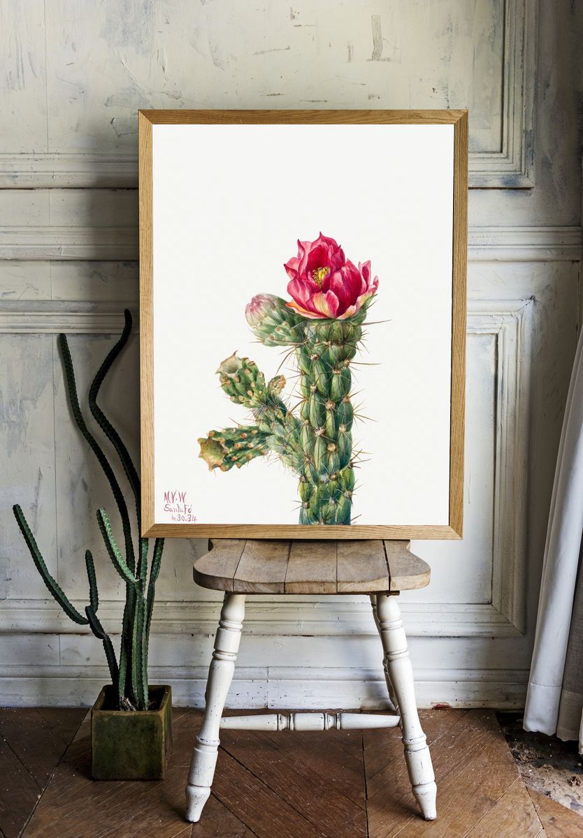 Walkingstick Cholla (Opuntia imbricata) (1934). — room view 1