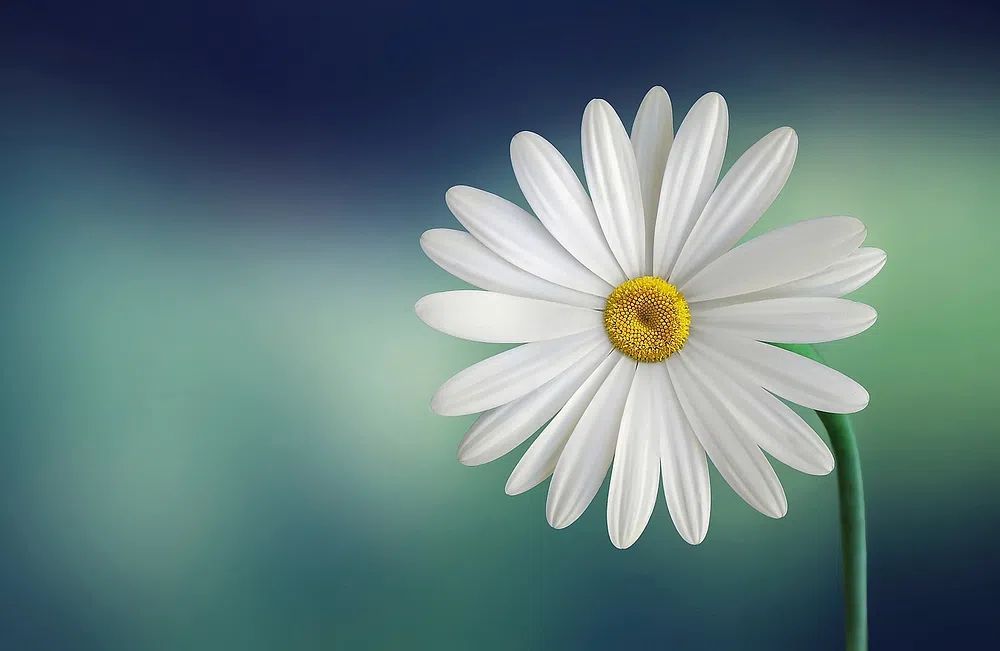 Daisy flower. poster — botanical art