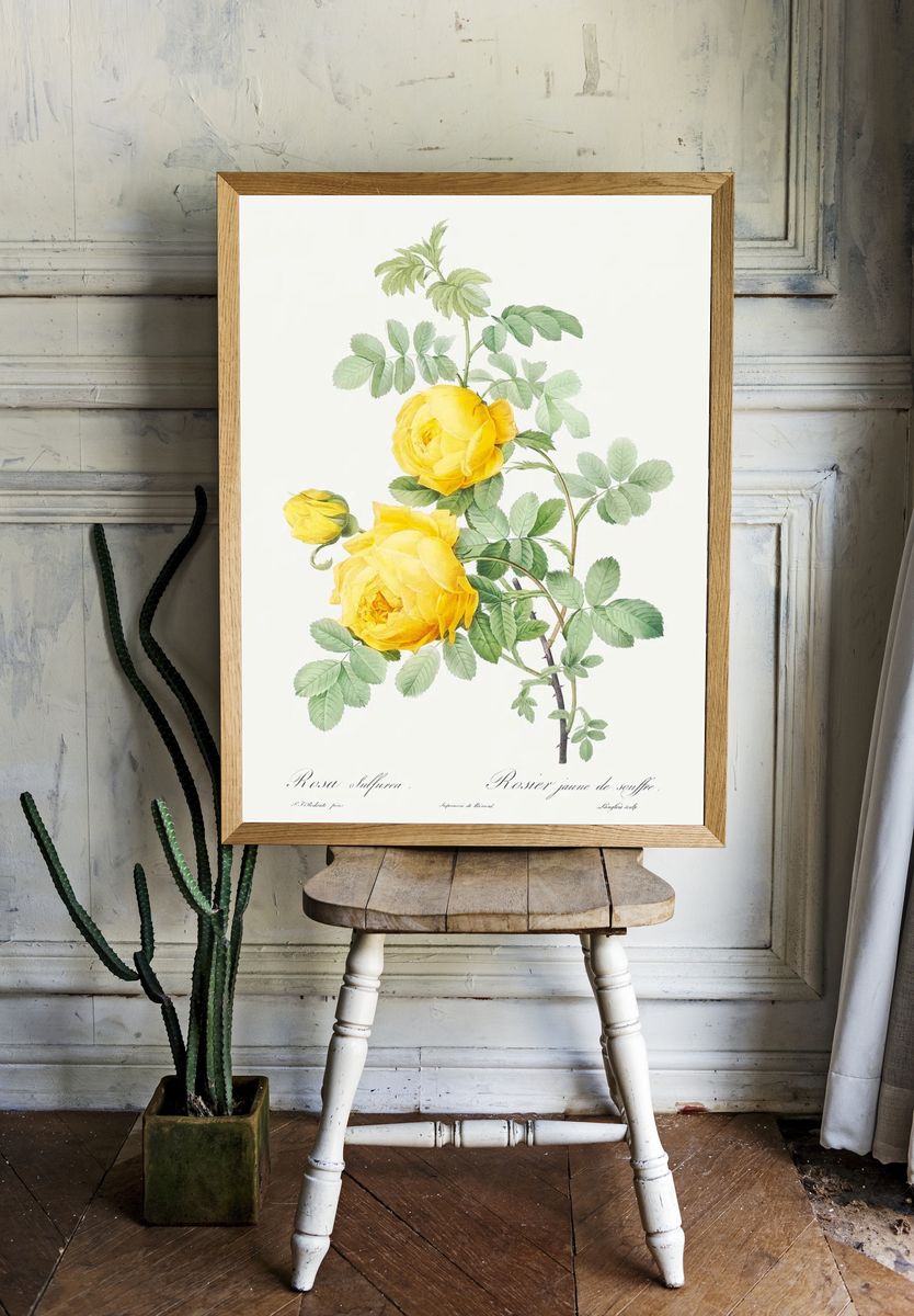 Rosa hemisphaerica, also known as. room preview