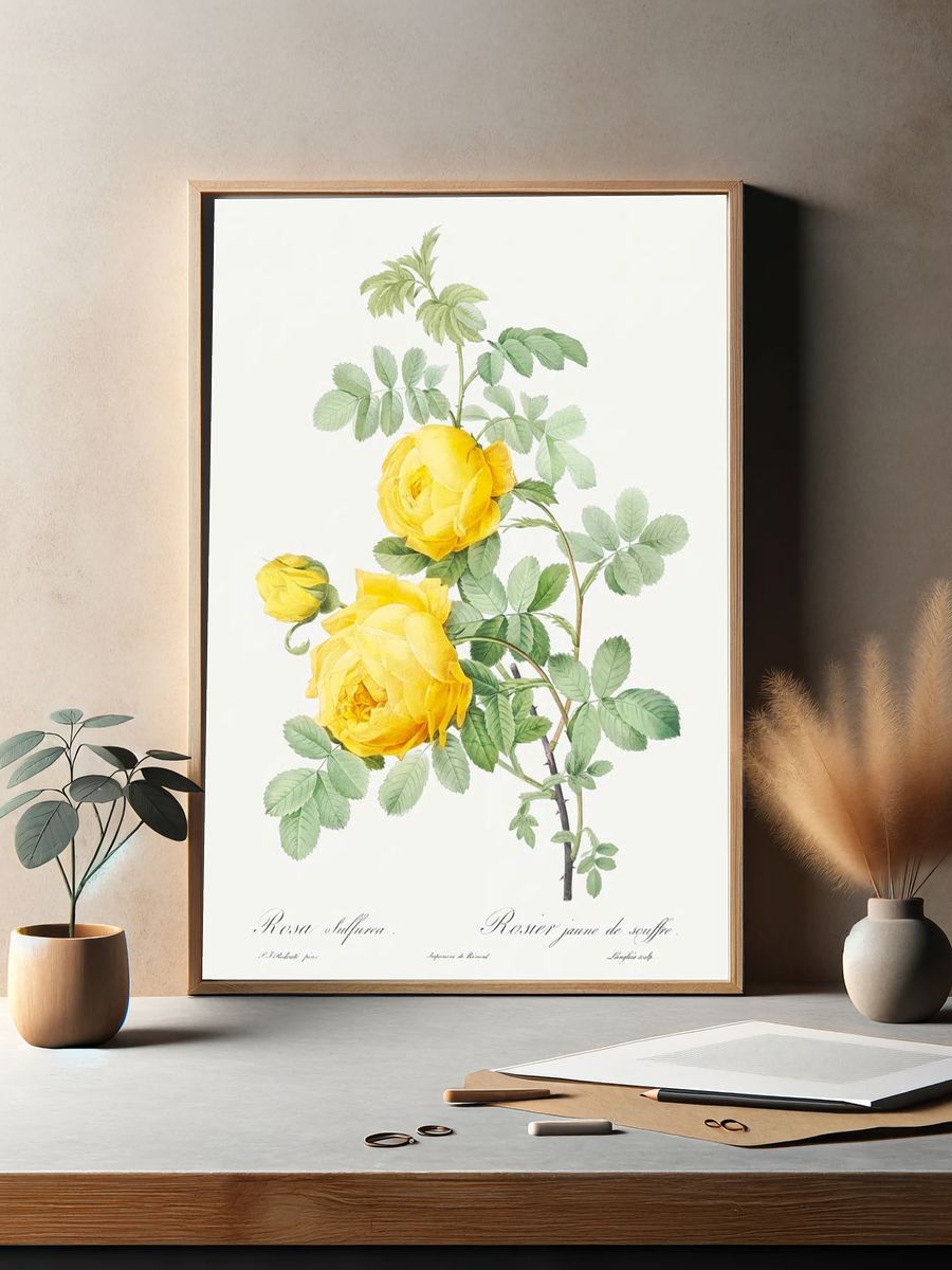 Rosa hemisphaerica, also known as. — room view 2