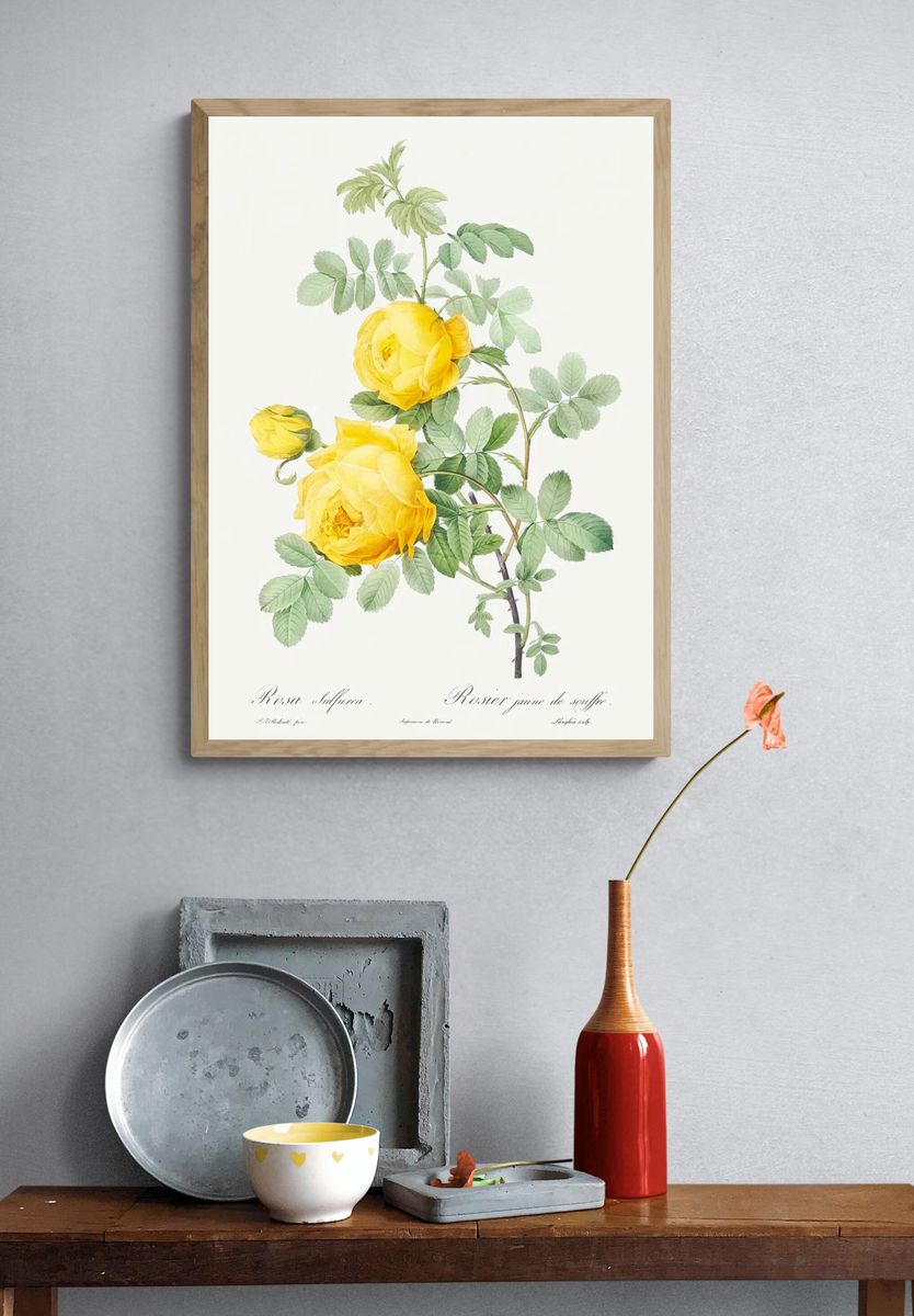 Rosa hemisphaerica, also known as. — room view 3