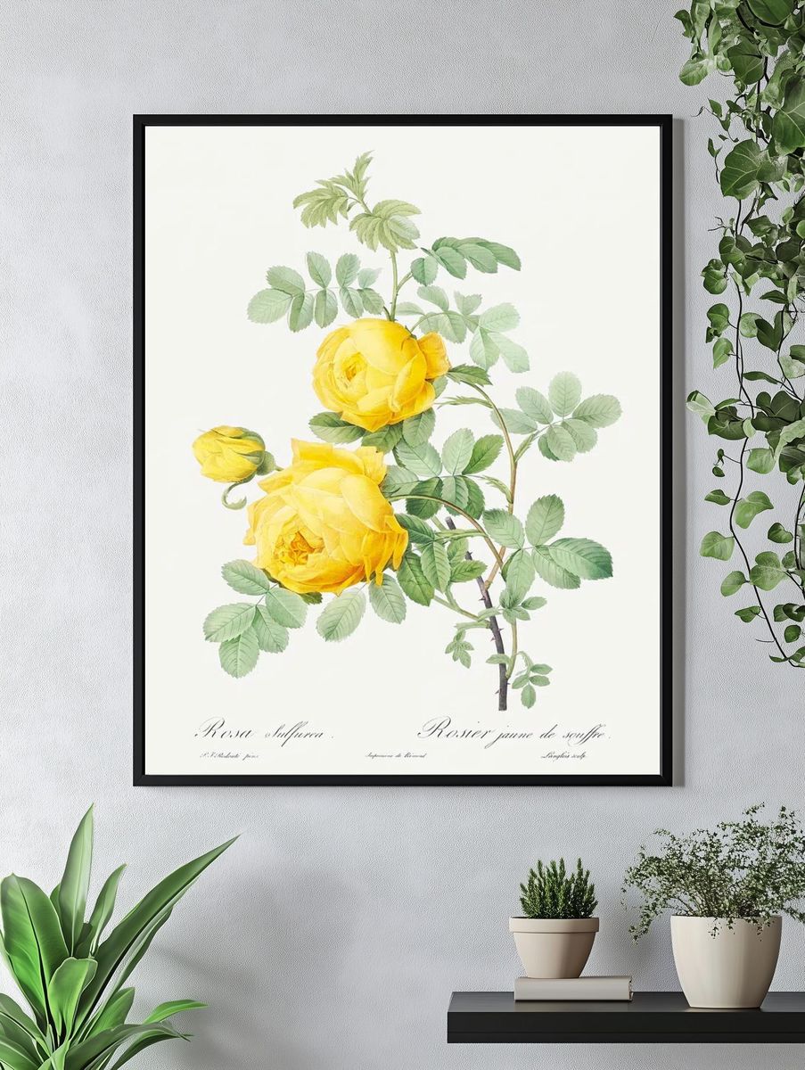 Rosa hemisphaerica, also known as. — room view 4