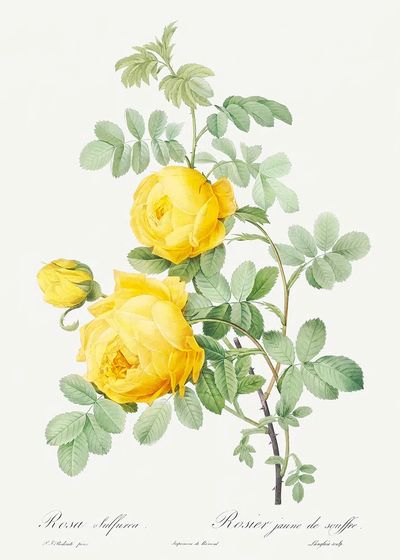 Rosa hemisphaerica, also known as. poster