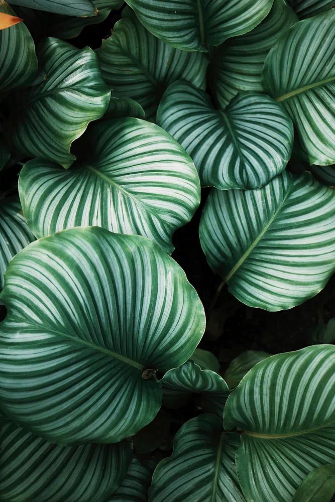 Green tropical leaves background. Original. poster detail