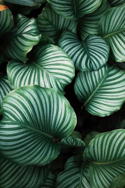 Green tropical leaves background. Original. poster print