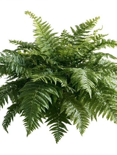 Lush Fern Botanical Print.