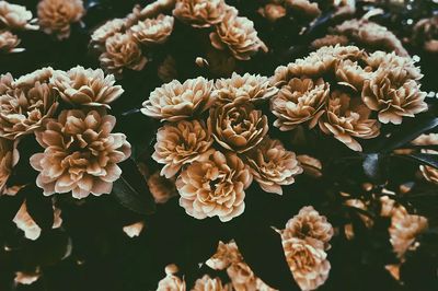 desaturated shot large rose-like flowers.