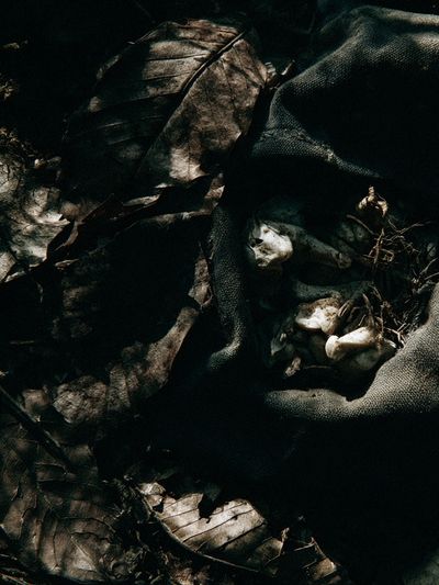 Dark Forest Leaves Abstract Print.