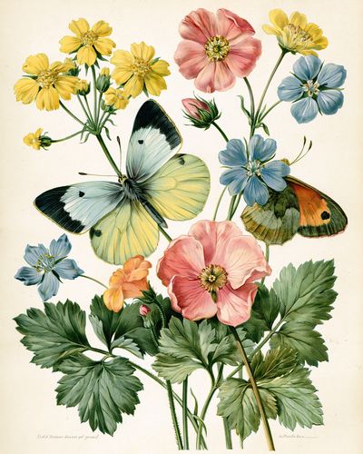 Butterflies and Wildflowers Botanical Print.
