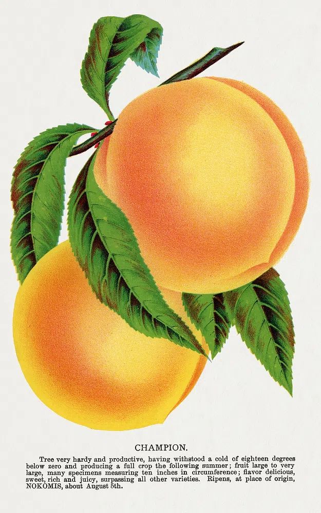 Champion plum lithograph Botanical Specimen. poster detail