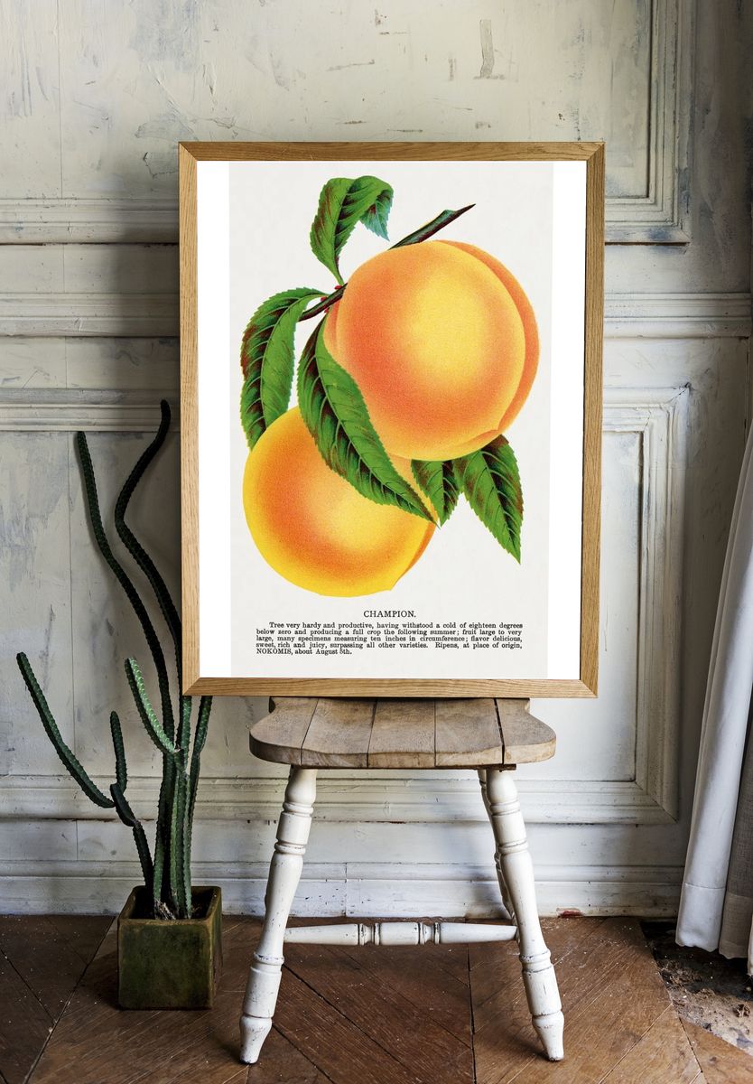 Champion plum lithograph Botanical Specimen. room preview