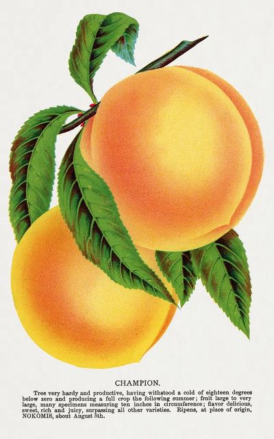 Champion plum lithograph Botanical Specimen. poster