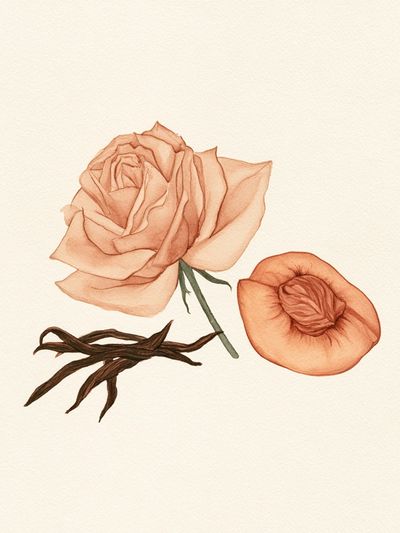 Peach Rose Botanical Print.