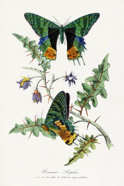 Glowing Lantern Leaves Illustration Poster. poster