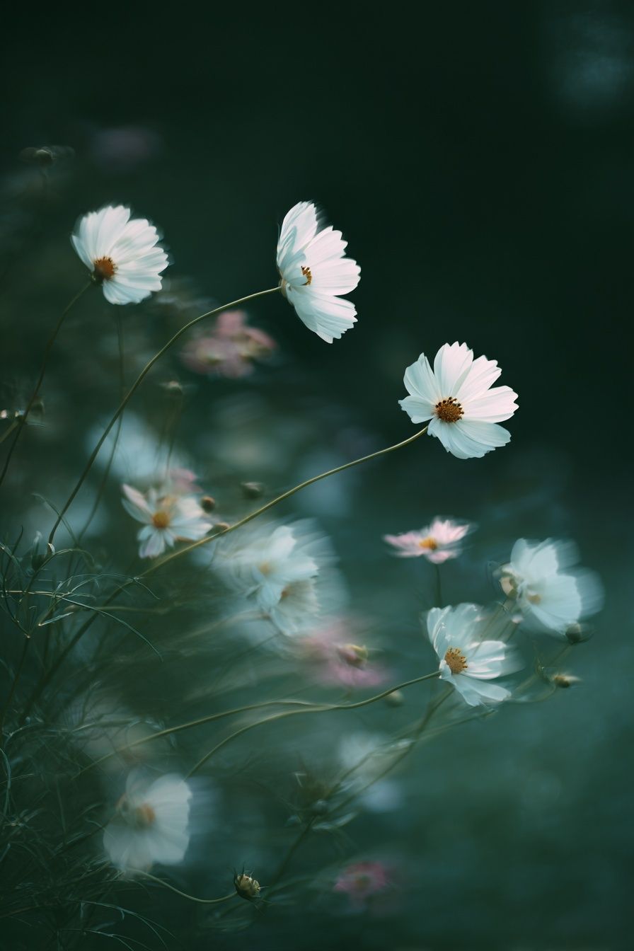Cosmos Flowers in Misty Green Poster. poster — botanical art