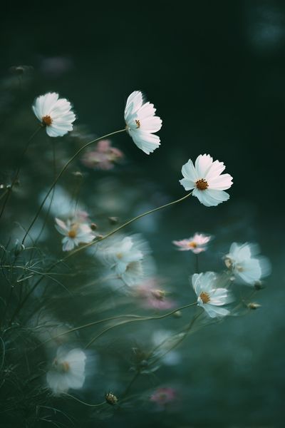 Cosmos Flowers in Misty Green Poster. poster