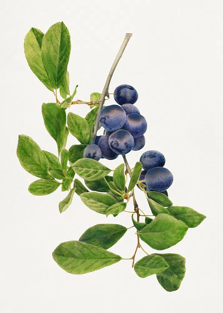 Vintage branch plums illustration. Digitally. poster — botanical art