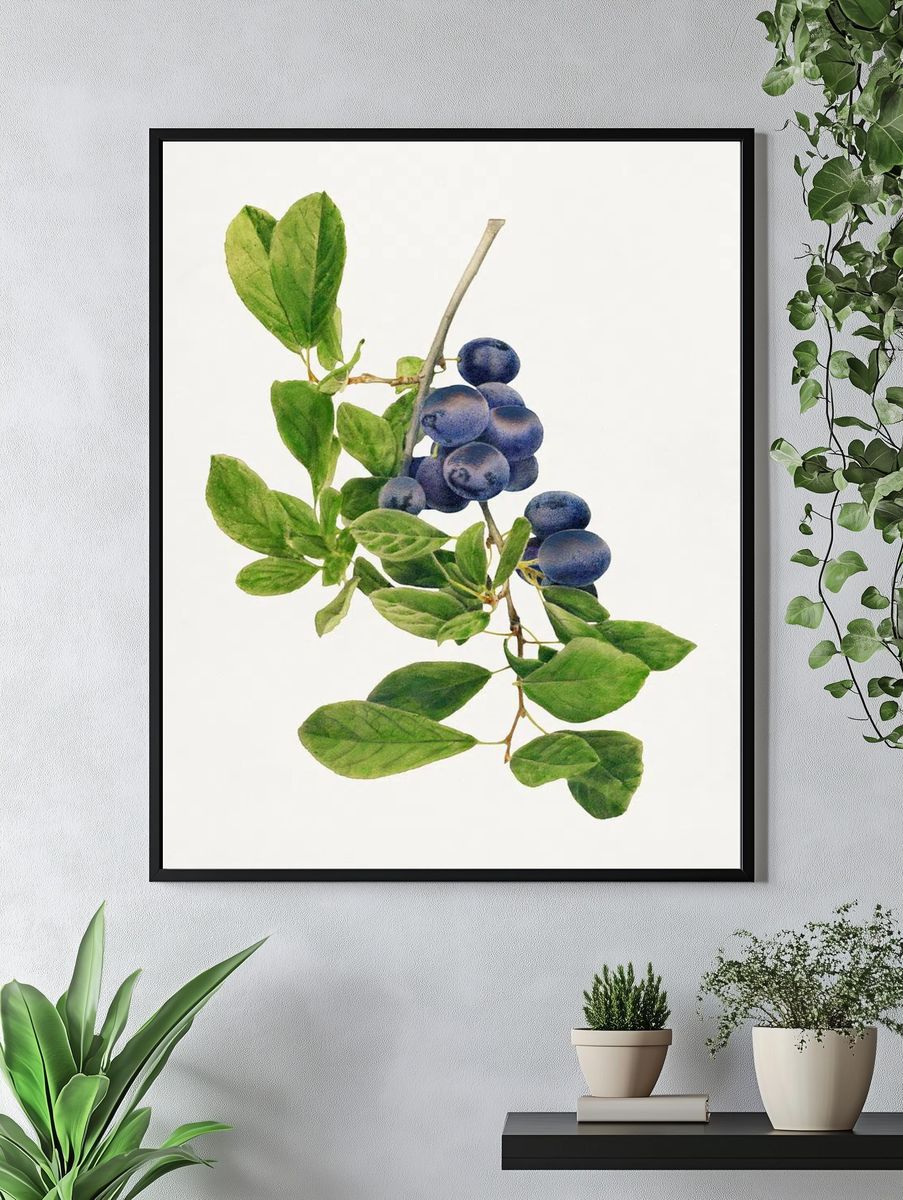 Vintage branch plums illustration. Digitally. — room view 4