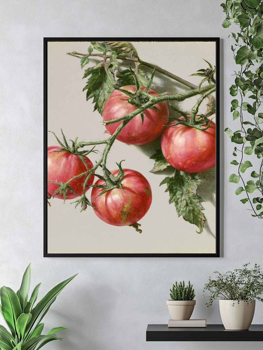 Tomatoes Still Life Print. — room view 4