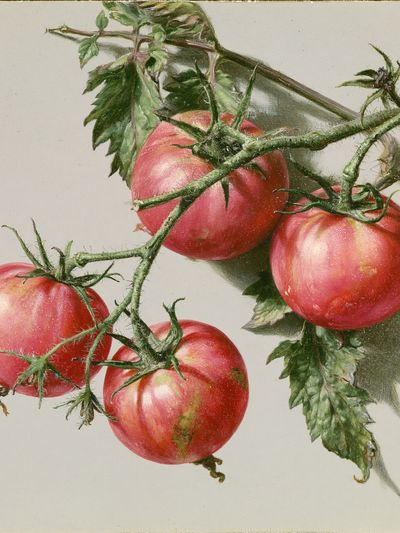 Tomatoes Still Life Print.