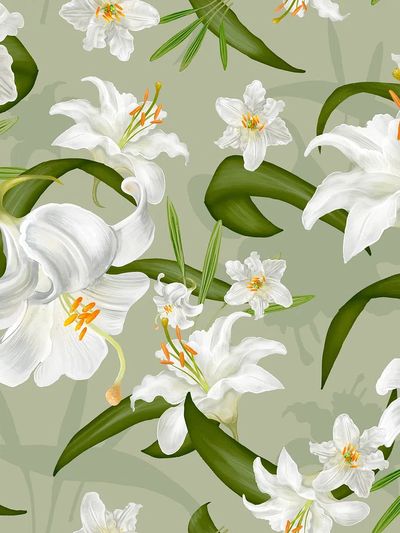 Illustration drawing of Lily flowers.