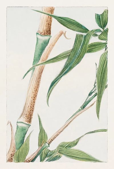 Japanese Bamboo 1870–1880 Megata Morikaga.