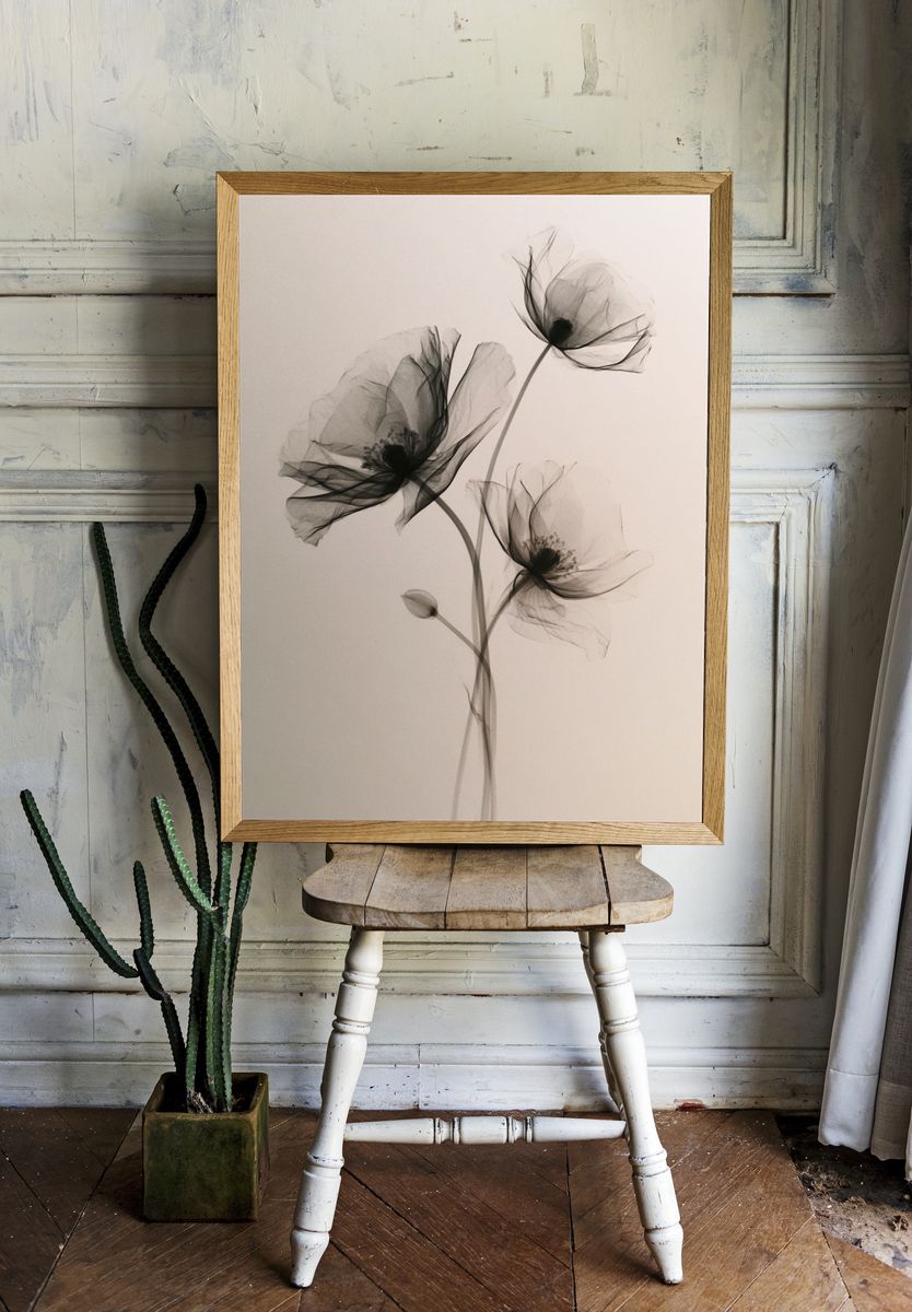 Delicate Black Poppy Botanical Print. room preview