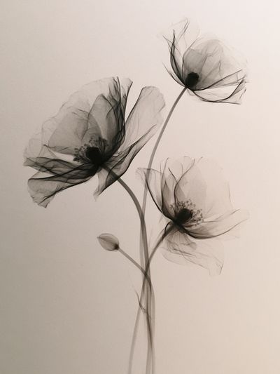 Delicate Black Poppy Botanical Print. poster