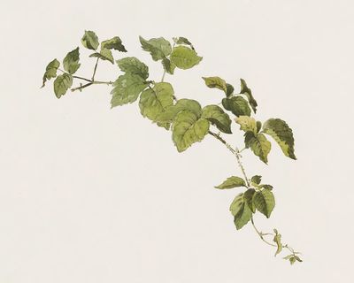 Blackberry sprig Friedrich von Scheidlin. poster