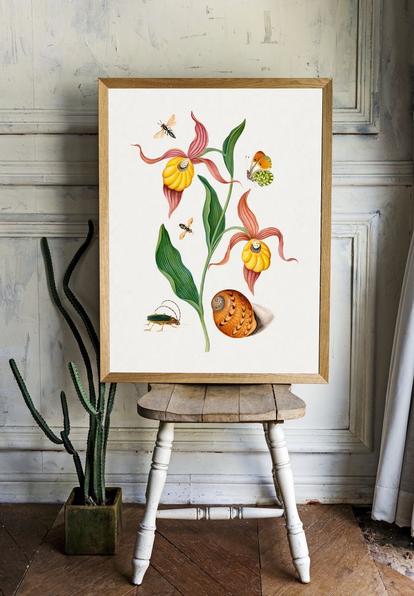 Lady's slipper orchid, tiphiid wasp. — room view 1