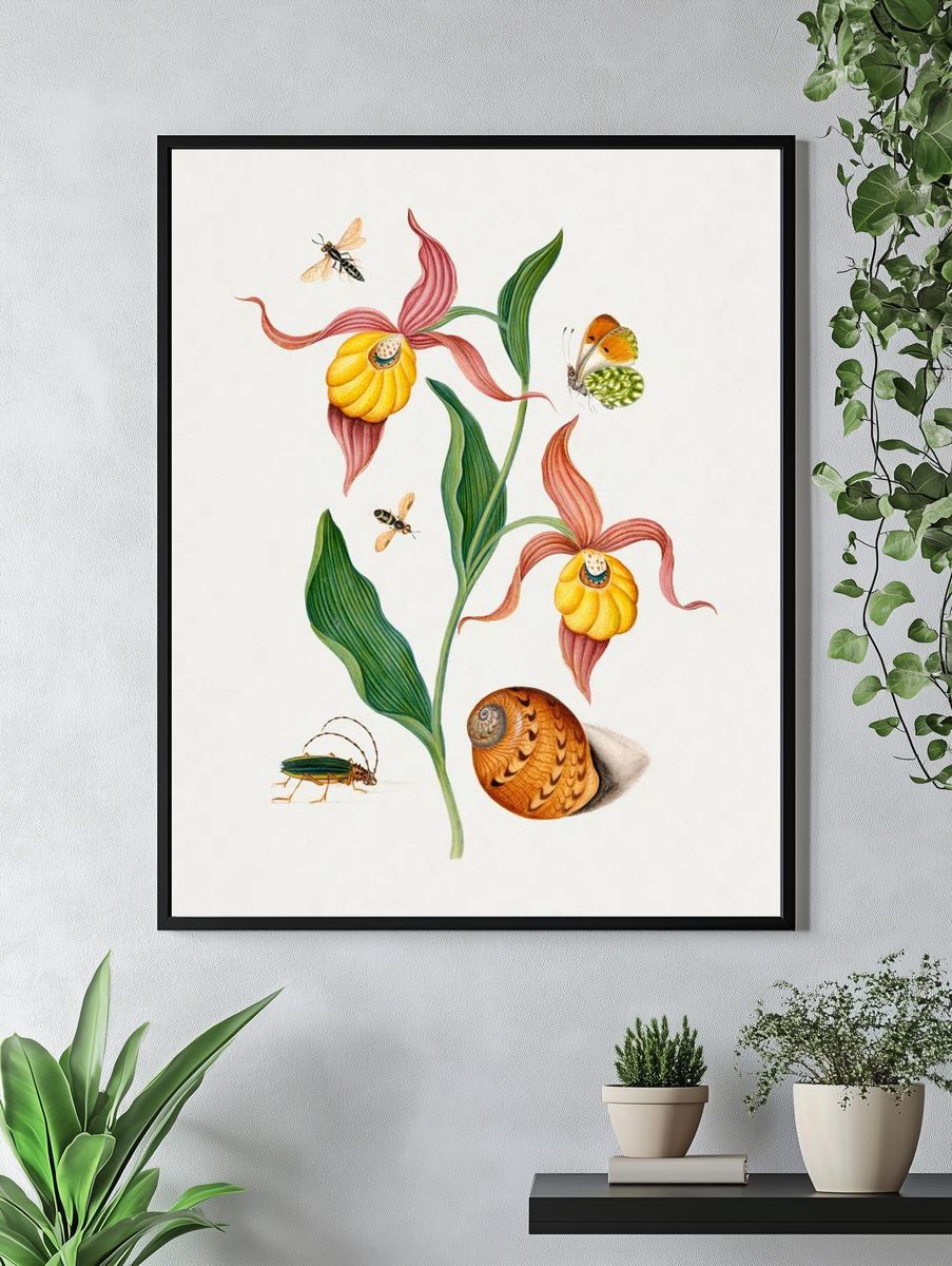 Lady's slipper orchid, tiphiid wasp. — room view 4