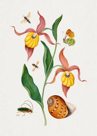 Lady's slipper orchid, tiphiid wasp. poster print
