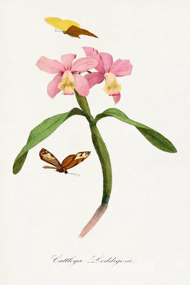 Cattleya orchids painting. poster — botanical art