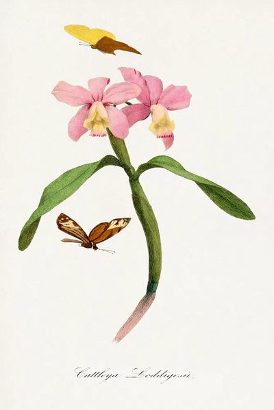 Cattleya orchids painting.